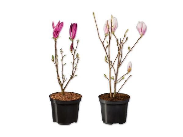 Magnolie