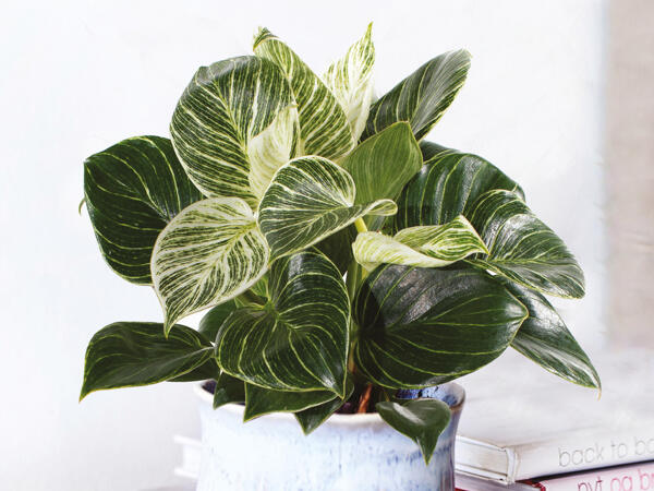 Philodendron White Measure