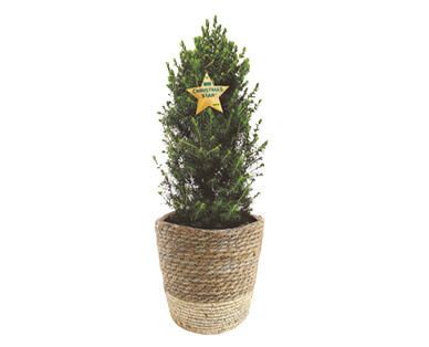 Christmas Tree 200mm