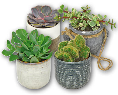 Plante succulente