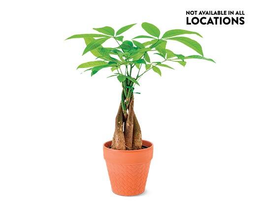 5" Money Tree