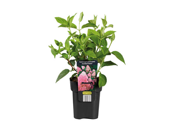 Syrenhortensia