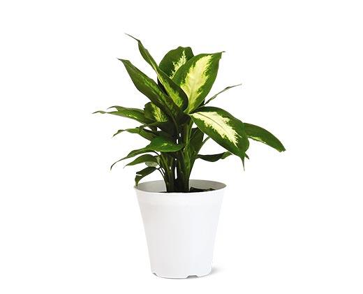 4" Foliage Assorted Varieties