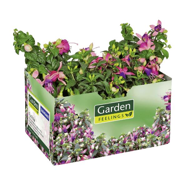 Lot de 4 fuchsias