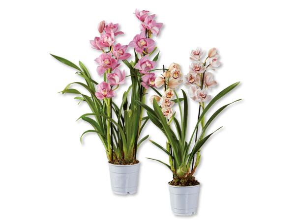 Premium orchid