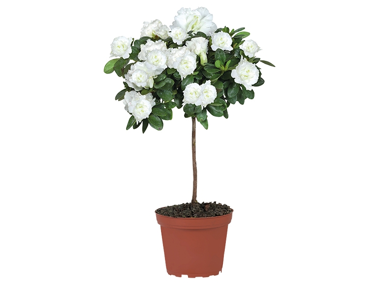 Stemmed Azalea