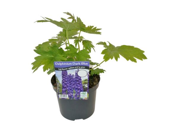 Delphinium