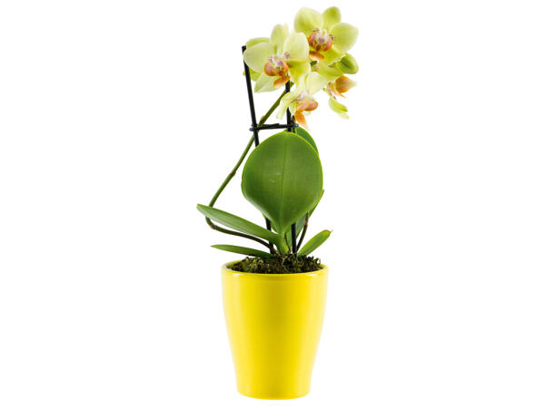 Mini Phalaenopsis