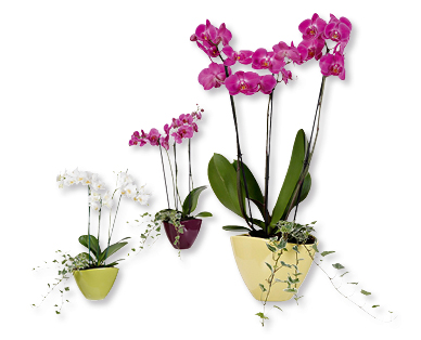 Phalaenopsis