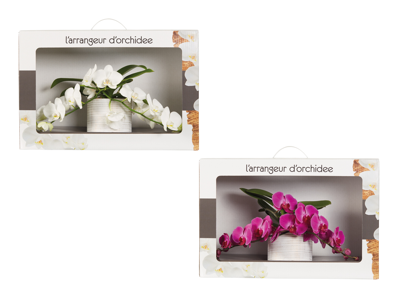 Composition de Phalaenopsis dans un emballage cadeau