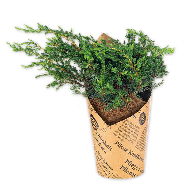 Zwerg-/ Kriechwacholder "Juniperus"