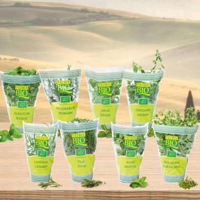 Plante aromatique