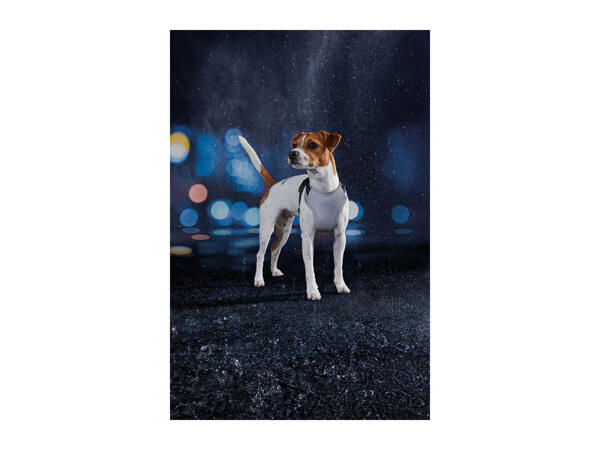 Zoofari Reflective Dog Harness