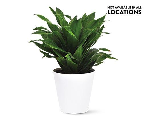 4" Foliage Assorted Varieties