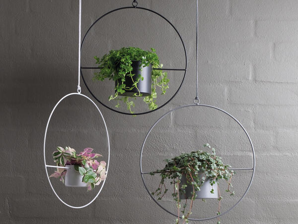Grøn plante i spand