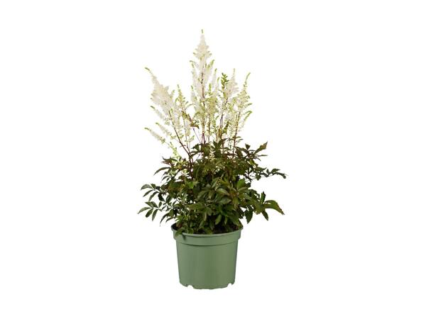 Stor staudeplante
