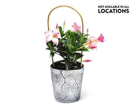 Summer Tropical Plant