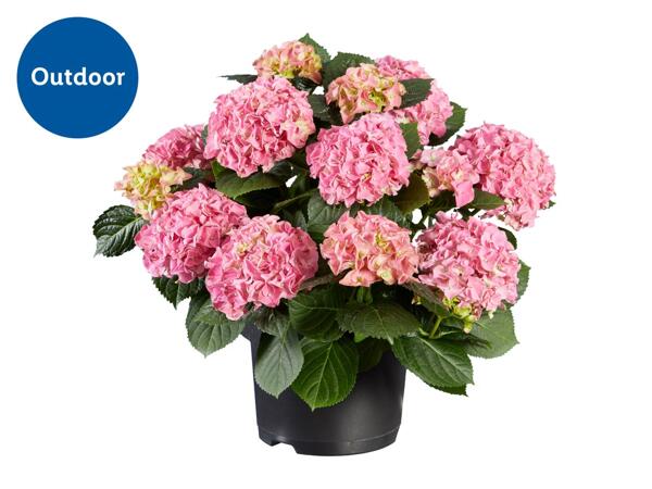 Garden Hydrangea
