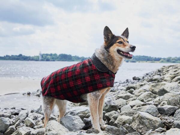 Dog Jumper / Dog Coat