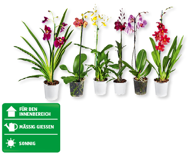 Orchideen