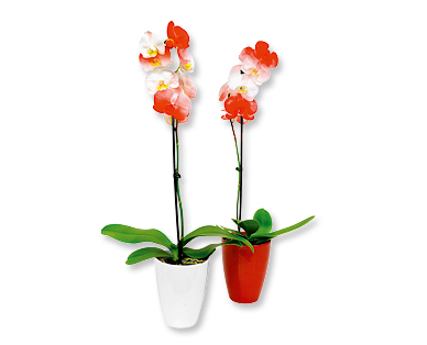 Phalaenopsis teinte pour la Fête nationale