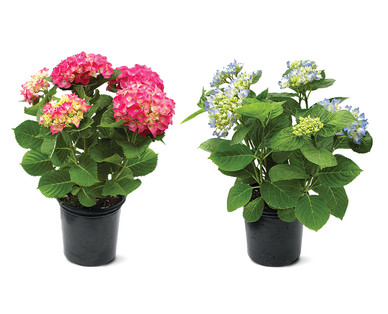 8" Hydrangea