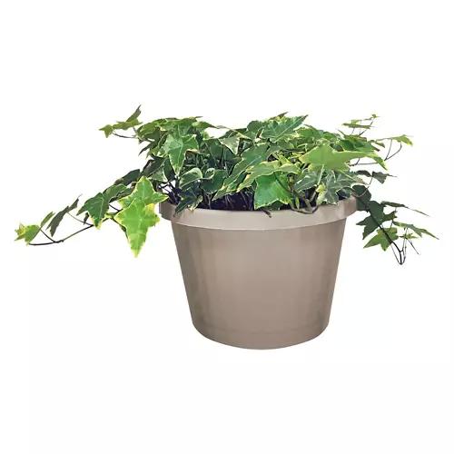 8" Foliage Plant - Assorted Varieties