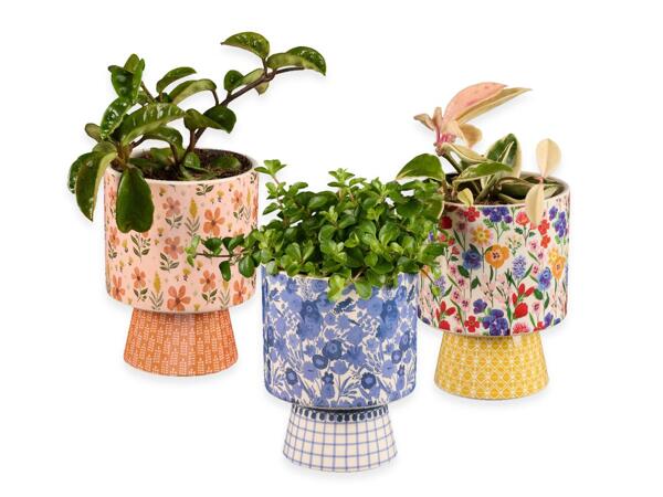 Green plants