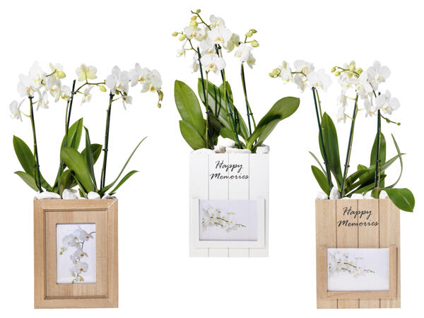 Orchidee in Fotobox