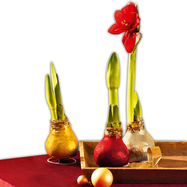 Amaryllis-Zwiebel