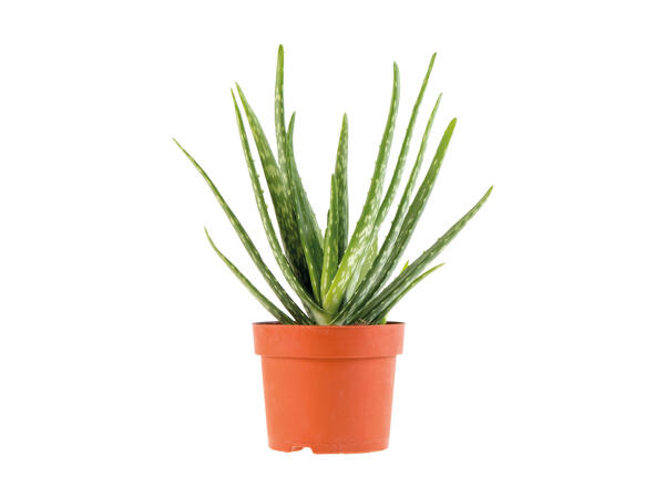 Air Purifying Plants