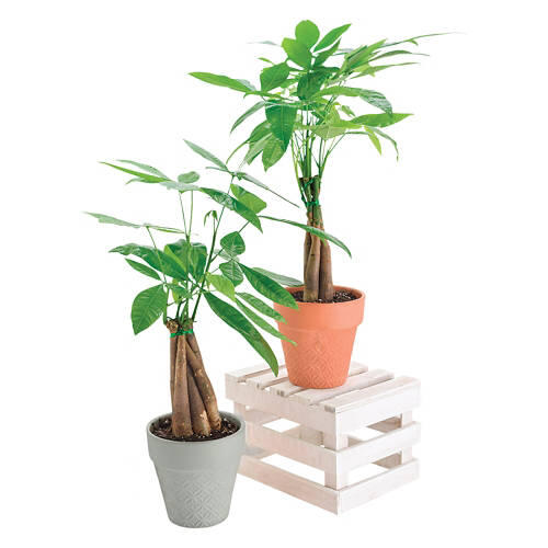 5" Money Tree
