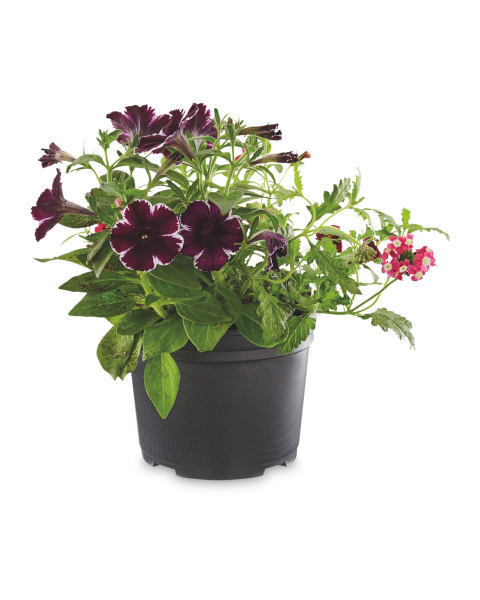 2L Trio Mixed Pots