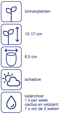 Miniplanten, 3 st.