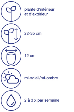 Plante estivale