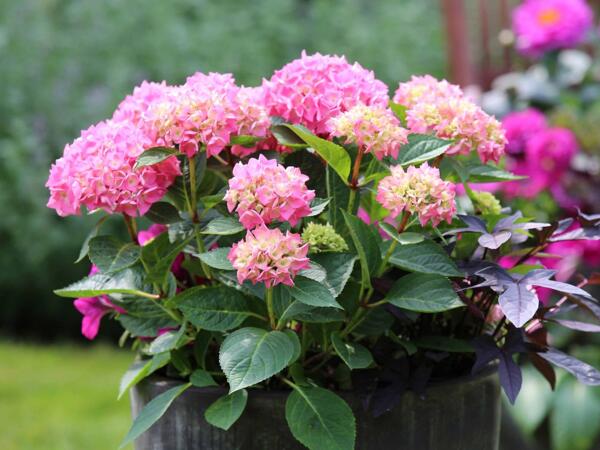 Hortensia
