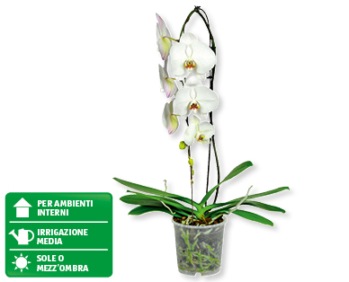 Phalaenopsis Cascade