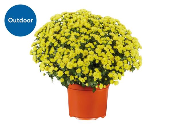 Chrysanthemum Bush