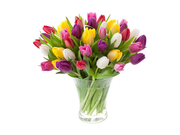 Tulipes