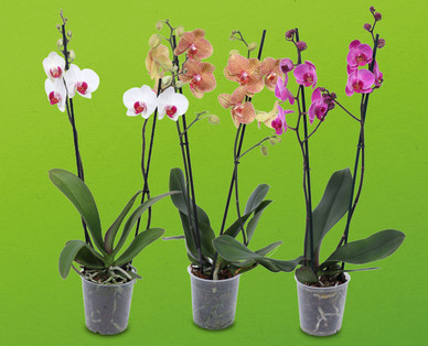 Orchidee