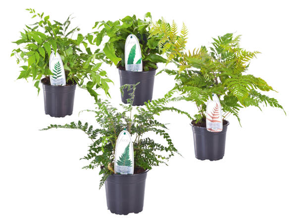 Garden Ferns