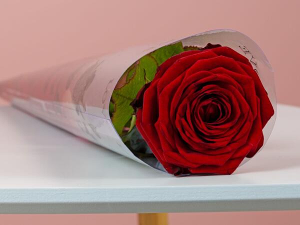 Premium Single Red Rose
