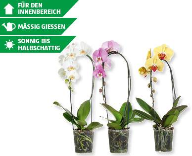 Phalaenopsis Cascade