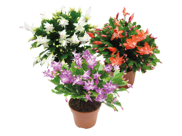 Schlumbergera