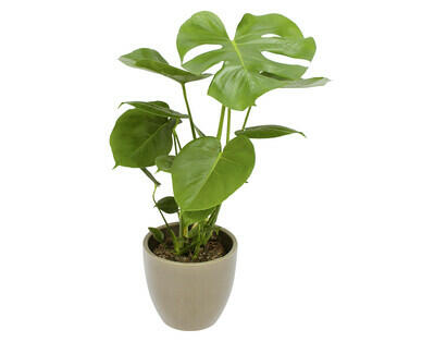 MONSTERA