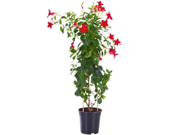 Dipladenia Sundaville Pyramide