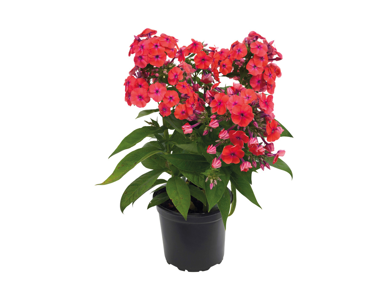 Summer Phlox - Available from 30th July1