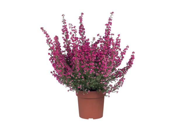 Erica gracilis