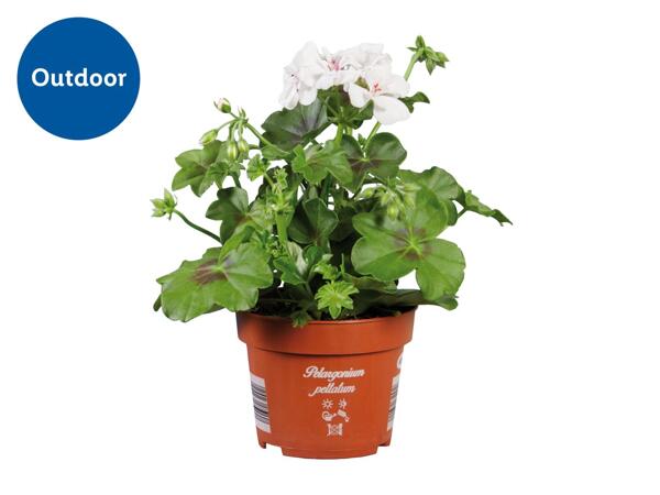 Trailing Geranium