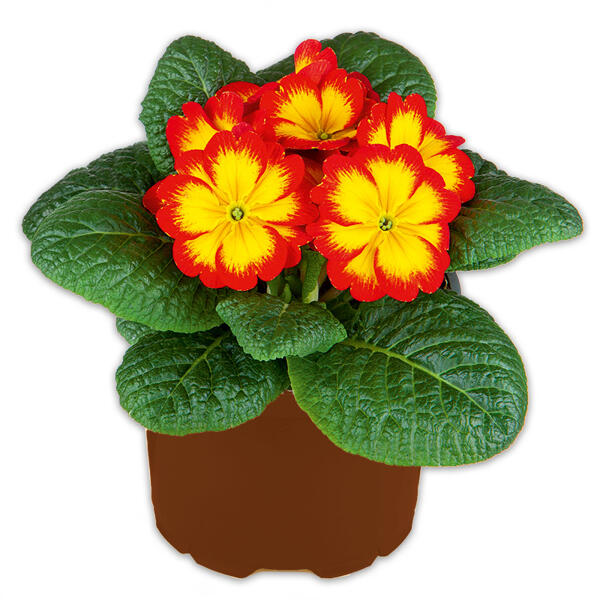 Primel in Sonderfarben